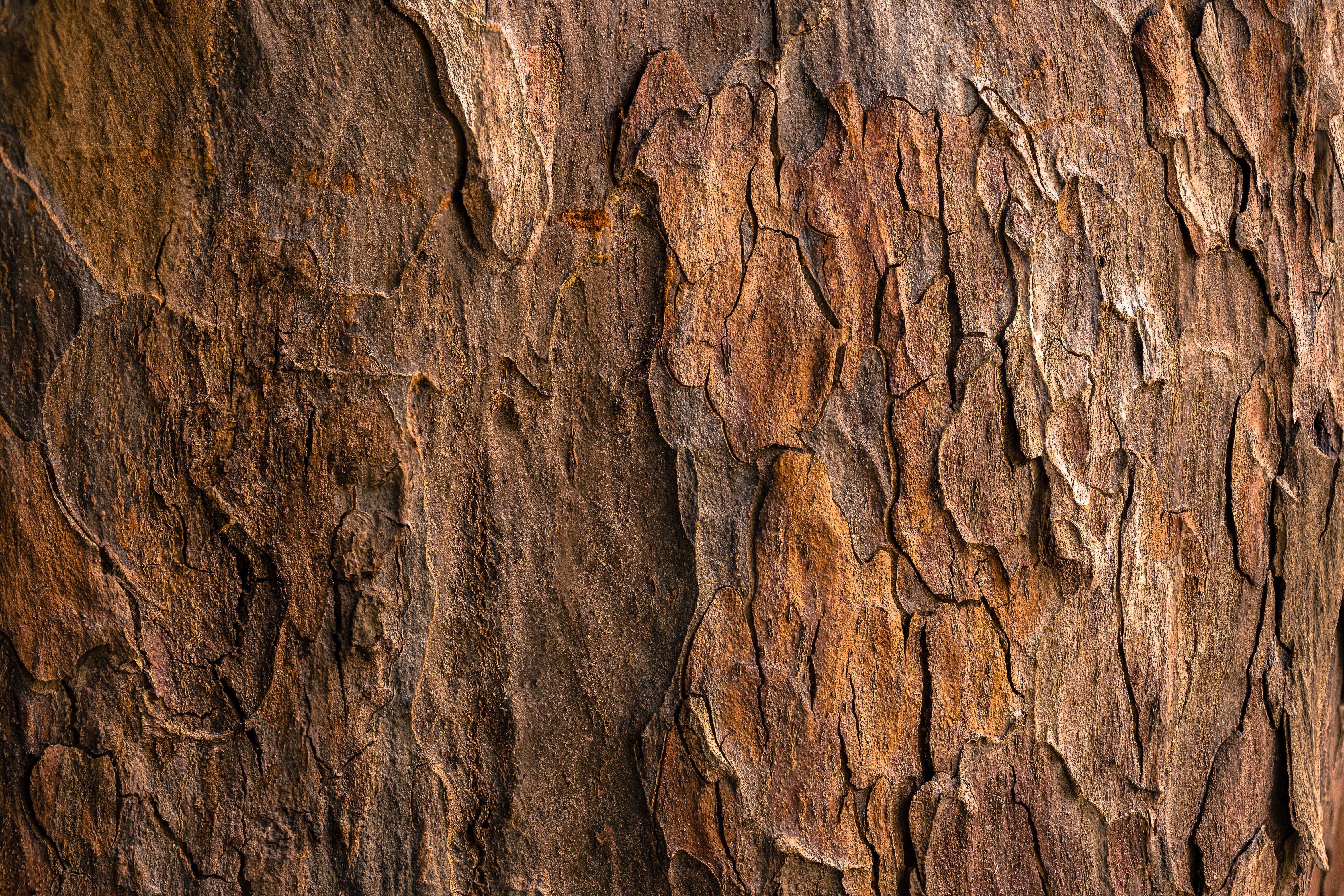 Arjuna Bark Extract